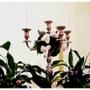 passione per i fiori