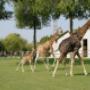 Parco Zoo Giraffe