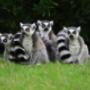 Parco Zoo Lemure