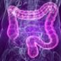 Prospetto dell'Intestino