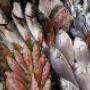 Pesce Fresco