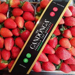 Punto Frutta  Zampieri Marta