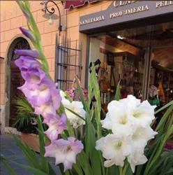 Profumeria Claudia Di Righetti Claudia