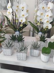 Fioreria Primofiore consegna fiori a Trento