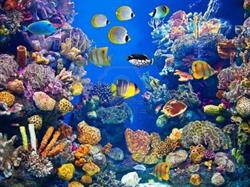 Acquario