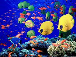 Acquari Pesca Sport