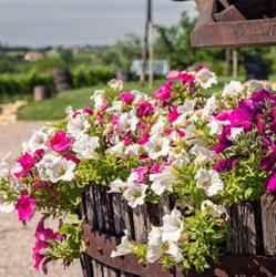 Agriturismo Le Mistral
