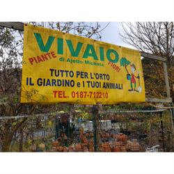 Ajello Michela Vivaio