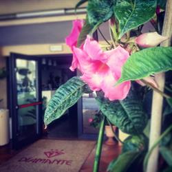 Albergo Hotel Diamante