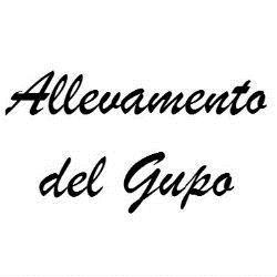 Allevamento del Gupo