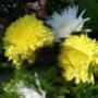 Fiori