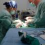 Chirurgia Veterinaria Udine