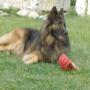 Ambulatorio Veterinario Associato Arcadia