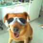 Ambulatorio Veterinario Associato Arcadia
