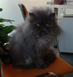 Ambulatorio Veterinario Associato di Dott. Billa e Dott. Maconi