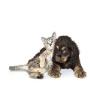 Centro Veterinario Olmo - Odontoiatria Veterinaria