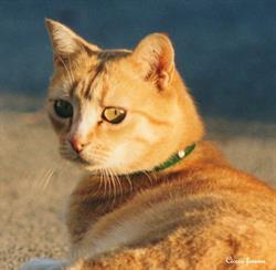 Ambulatorio Veterinario Di Bandini Dorella