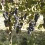 vigneti