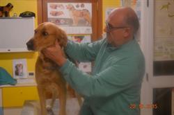 Ambulatorio Veterinario Animal Farm