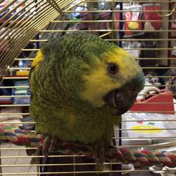 Animal Center (S.n.c.)