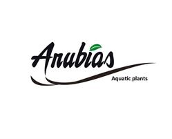 Anubias Azienda Agricola Di Castaldini Maurizio