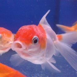 Aquarium