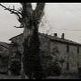 Albero