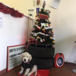 Autofficina B. Z.