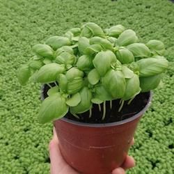 Az. Ag. Cappellini Plant S.s.