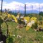 Azienda Bricco del Cucù