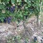 Vigne Azienda Agricola Ressia