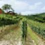 Vigneti Azienda Agricola Ressia