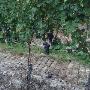 Vigneti Azienda Agricola Ressia