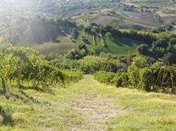 Azienda Agricola Fattoria Coroncino Di Lucio Canestrari