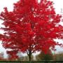 ACER x FREEMANII