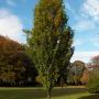 FAGUS SYL_ DAWYCK