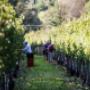 Azienda Agricola Ricchi