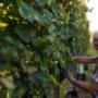 Azienda Agricola Ricchi