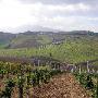 VIGNETI