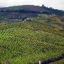 COLLINE