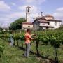 Azienda Agricola Solari Foto Gallery Pgol 1