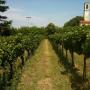 Vigneti