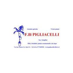 Azienda Agricola Pigliacelli