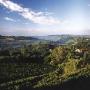 Produttori di Vini