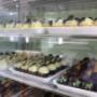Gallery Professionale