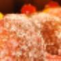 Dolci Regionali