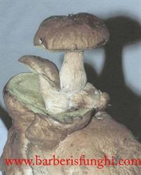 Barberis Funghi Snc Di Barberis Carlo & C.