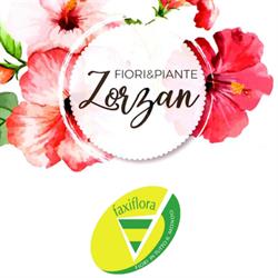 Fiori Piante Zorzan Snc