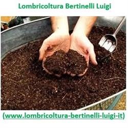 Bertinelli Luigi