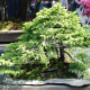 Bonsai Mortara